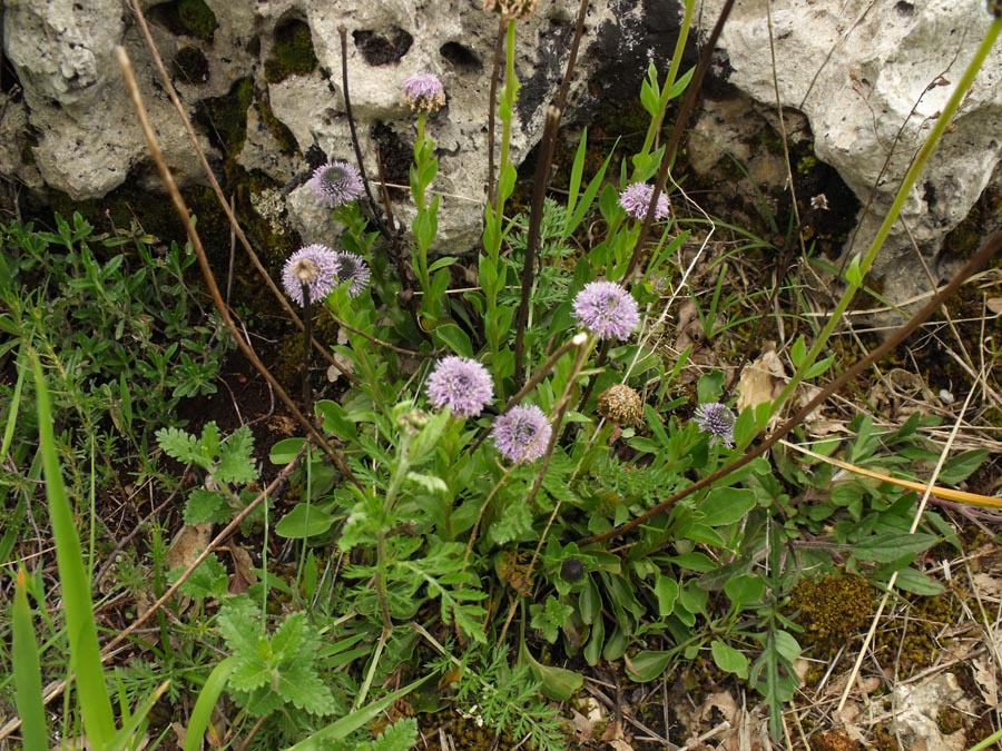 Globularia ciociara da id - Globularia bisnagarica